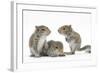 Grey Squirrels (Sciurus Carolinensis) Three Young Hand-Reared Portrait-Mark Taylor-Framed Photographic Print