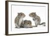 Grey Squirrels (Sciurus Carolinensis) Three Young Hand-Reared Portrait-Mark Taylor-Framed Photographic Print