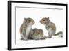 Grey Squirrels (Sciurus Carolinensis) Three Young Hand-Reared Portrait-Mark Taylor-Framed Photographic Print