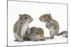 Grey Squirrels (Sciurus Carolinensis) Three Young Hand-Reared Portrait-Mark Taylor-Mounted Photographic Print