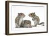 Grey Squirrels (Sciurus Carolinensis) Three Young Hand-Reared Portrait-Mark Taylor-Framed Photographic Print