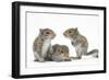 Grey Squirrels (Sciurus Carolinensis) Three Young Hand-Reared Portrait-Mark Taylor-Framed Photographic Print