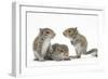 Grey Squirrels (Sciurus Carolinensis) Three Young Hand-Reared Portrait-Mark Taylor-Framed Photographic Print