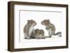 Grey Squirrels (Sciurus Carolinensis) Three Young Hand-Reared Portrait-Mark Taylor-Framed Photographic Print