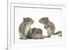 Grey Squirrels (Sciurus Carolinensis) Three Young Hand-Reared Portrait-Mark Taylor-Framed Photographic Print