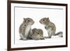 Grey Squirrels (Sciurus Carolinensis) Three Young Hand-Reared Portrait-Mark Taylor-Framed Photographic Print