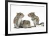 Grey Squirrels (Sciurus Carolinensis) Three Young Hand-Reared Portrait-Mark Taylor-Framed Photographic Print