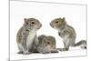 Grey Squirrels (Sciurus Carolinensis) Three Young Hand-Reared Portrait-Mark Taylor-Mounted Photographic Print