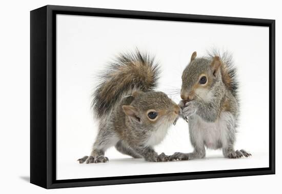 Grey Squirrels (Sciurus Carolinensis) Two Young Hand-Reared Babies Portrait-Mark Taylor-Framed Stretched Canvas