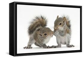 Grey Squirrels (Sciurus Carolinensis) Two Young Hand-Reared Babies Portrait-Mark Taylor-Framed Stretched Canvas