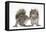 Grey Squirrels (Sciurus Carolinensis) Two Young Hand-Reared Babies Portrait-Mark Taylor-Framed Stretched Canvas