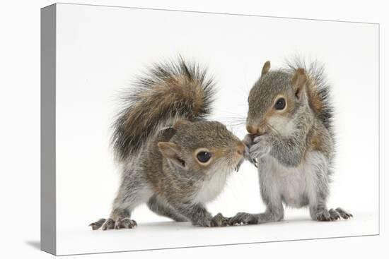 Grey Squirrels (Sciurus Carolinensis) Two Young Hand-Reared Babies Portrait-Mark Taylor-Stretched Canvas