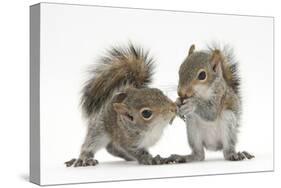 Grey Squirrels (Sciurus Carolinensis) Two Young Hand-Reared Babies Portrait-Mark Taylor-Stretched Canvas