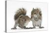 Grey Squirrels (Sciurus Carolinensis) Two Young Hand-Reared Babies Portrait-Mark Taylor-Stretched Canvas