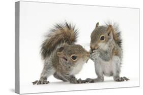 Grey Squirrels (Sciurus Carolinensis) Two Young Hand-Reared Babies Portrait-Mark Taylor-Stretched Canvas