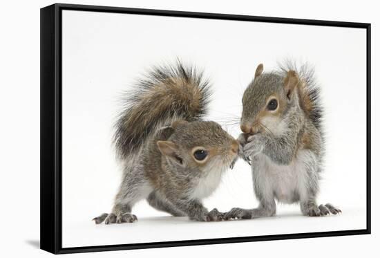 Grey Squirrels (Sciurus Carolinensis) Two Young Hand-Reared Babies Portrait-Mark Taylor-Framed Stretched Canvas