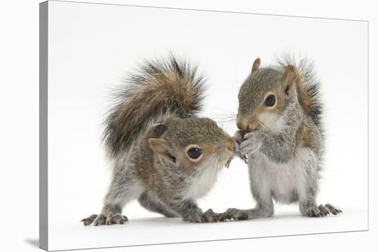 Grey Squirrels (Sciurus Carolinensis) Two Young Hand-Reared Babies Portrait-Mark Taylor-Stretched Canvas