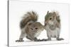 Grey Squirrels (Sciurus Carolinensis) Two Young Hand-Reared Babies Portrait-Mark Taylor-Stretched Canvas