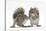 Grey Squirrels (Sciurus Carolinensis) Two Young Hand-Reared Babies Portrait-Mark Taylor-Stretched Canvas