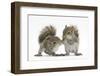 Grey Squirrels (Sciurus Carolinensis) Two Young Hand-Reared Babies Portrait-Mark Taylor-Framed Premium Photographic Print