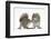 Grey Squirrels (Sciurus Carolinensis) Two Young Hand-Reared Babies Portrait-Mark Taylor-Framed Premium Photographic Print