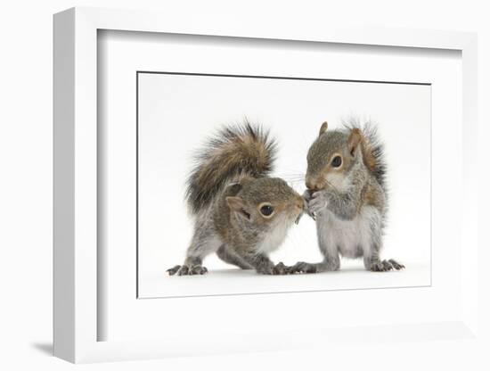 Grey Squirrels (Sciurus Carolinensis) Two Young Hand-Reared Babies Portrait-Mark Taylor-Framed Premium Photographic Print