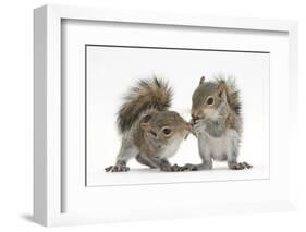 Grey Squirrels (Sciurus Carolinensis) Two Young Hand-Reared Babies Portrait-Mark Taylor-Framed Premium Photographic Print