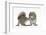 Grey Squirrels (Sciurus Carolinensis) Two Young Hand-Reared Babies Portrait-Mark Taylor-Framed Premium Photographic Print