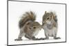 Grey Squirrels (Sciurus Carolinensis) Two Young Hand-Reared Babies Portrait-Mark Taylor-Mounted Premium Photographic Print