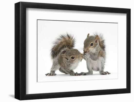 Grey Squirrels (Sciurus Carolinensis) Two Young Hand-Reared Babies Portrait-Mark Taylor-Framed Photographic Print