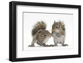 Grey Squirrels (Sciurus Carolinensis) Two Young Hand-Reared Babies Portrait-Mark Taylor-Framed Photographic Print