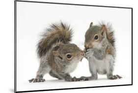 Grey Squirrels (Sciurus Carolinensis) Two Young Hand-Reared Babies Portrait-Mark Taylor-Mounted Photographic Print