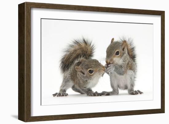 Grey Squirrels (Sciurus Carolinensis) Two Young Hand-Reared Babies Portrait-Mark Taylor-Framed Photographic Print