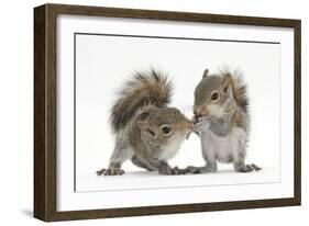 Grey Squirrels (Sciurus Carolinensis) Two Young Hand-Reared Babies Portrait-Mark Taylor-Framed Photographic Print