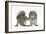 Grey Squirrels (Sciurus Carolinensis) Two Young Hand-Reared Babies Portrait-Mark Taylor-Framed Photographic Print