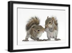 Grey Squirrels (Sciurus Carolinensis) Two Young Hand-Reared Babies Portrait-Mark Taylor-Framed Photographic Print