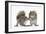 Grey Squirrels (Sciurus Carolinensis) Two Young Hand-Reared Babies Portrait-Mark Taylor-Framed Photographic Print