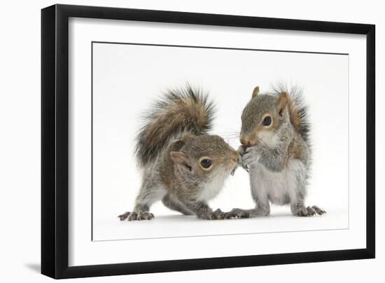 Grey Squirrels (Sciurus Carolinensis) Two Young Hand-Reared Babies Portrait-Mark Taylor-Framed Photographic Print