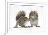 Grey Squirrels (Sciurus Carolinensis) Two Young Hand-Reared Babies Portrait-Mark Taylor-Framed Photographic Print