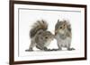 Grey Squirrels (Sciurus Carolinensis) Two Young Hand-Reared Babies Portrait-Mark Taylor-Framed Photographic Print