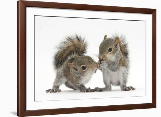 Grey Squirrels (Sciurus Carolinensis) Two Young Hand-Reared Babies Portrait-Mark Taylor-Framed Photographic Print