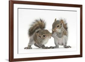 Grey Squirrels (Sciurus Carolinensis) Two Young Hand-Reared Babies Portrait-Mark Taylor-Framed Photographic Print