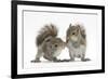 Grey Squirrels (Sciurus Carolinensis) Two Young Hand-Reared Babies Portrait-Mark Taylor-Framed Photographic Print