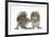 Grey Squirrels (Sciurus Carolinensis) Two Young Hand-Reared Babies Portrait-Mark Taylor-Framed Photographic Print