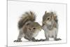 Grey Squirrels (Sciurus Carolinensis) Two Young Hand-Reared Babies Portrait-Mark Taylor-Mounted Photographic Print