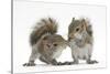 Grey Squirrels (Sciurus Carolinensis) Two Young Hand-Reared Babies Portrait-Mark Taylor-Stretched Canvas