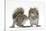 Grey Squirrels (Sciurus Carolinensis) Two Young Hand-Reared Babies Portrait-Mark Taylor-Stretched Canvas