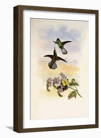 Grey Stripetail, Eupherusa Poliocerca-John Gould-Framed Giclee Print