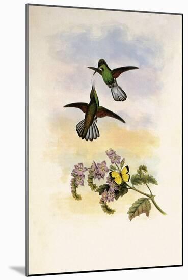 Grey Stripetail, Eupherusa Poliocerca-John Gould-Mounted Giclee Print