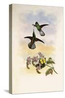 Grey Stripetail, Eupherusa Poliocerca-John Gould-Stretched Canvas